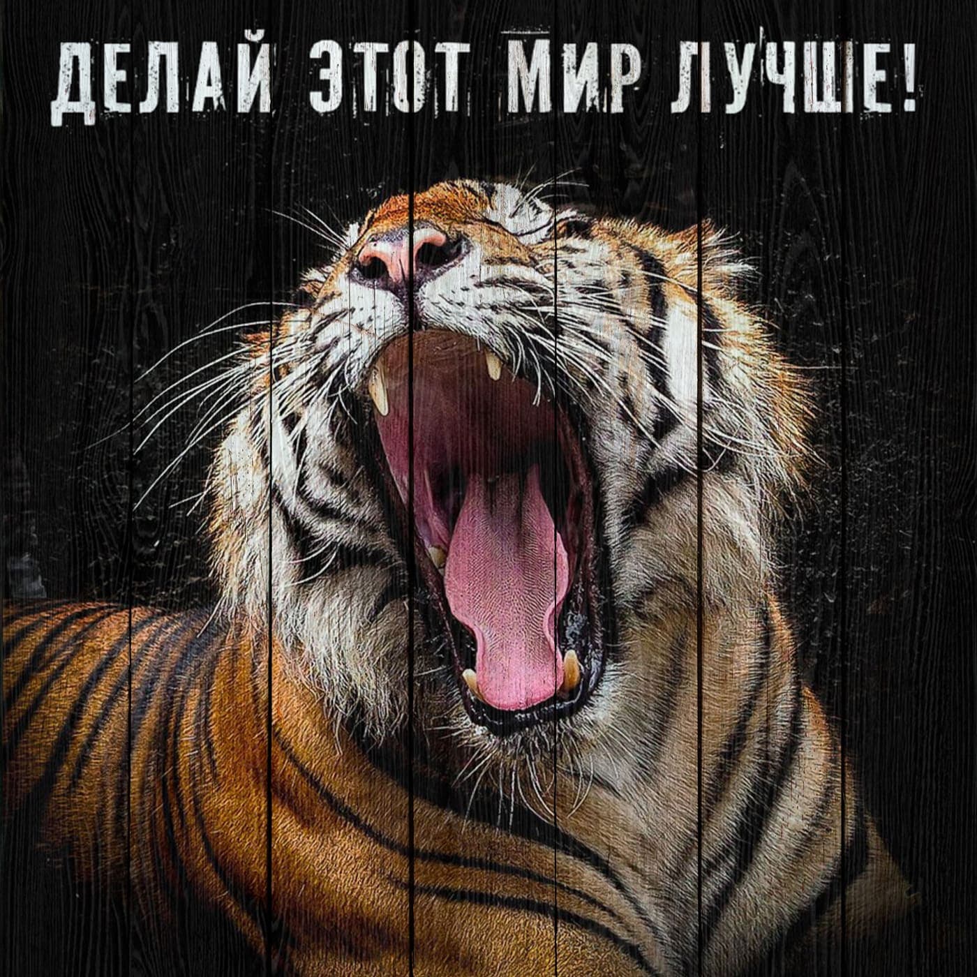 Рычащий тигр с широко открытой пастью