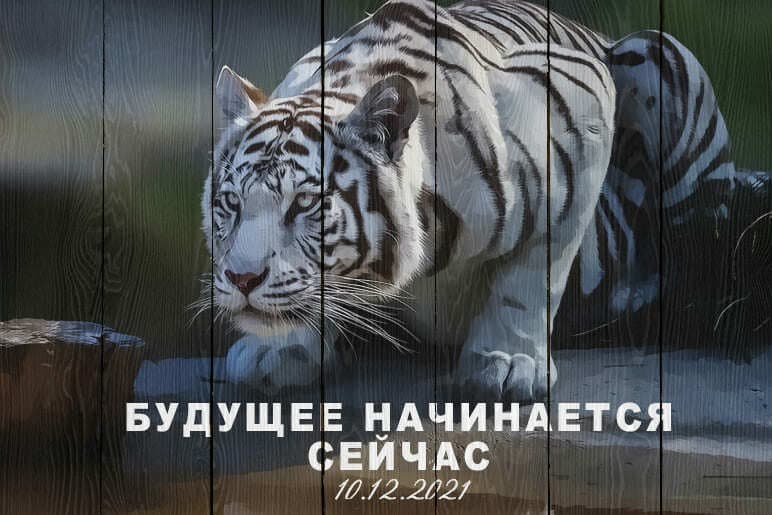Белый тигр в засаде