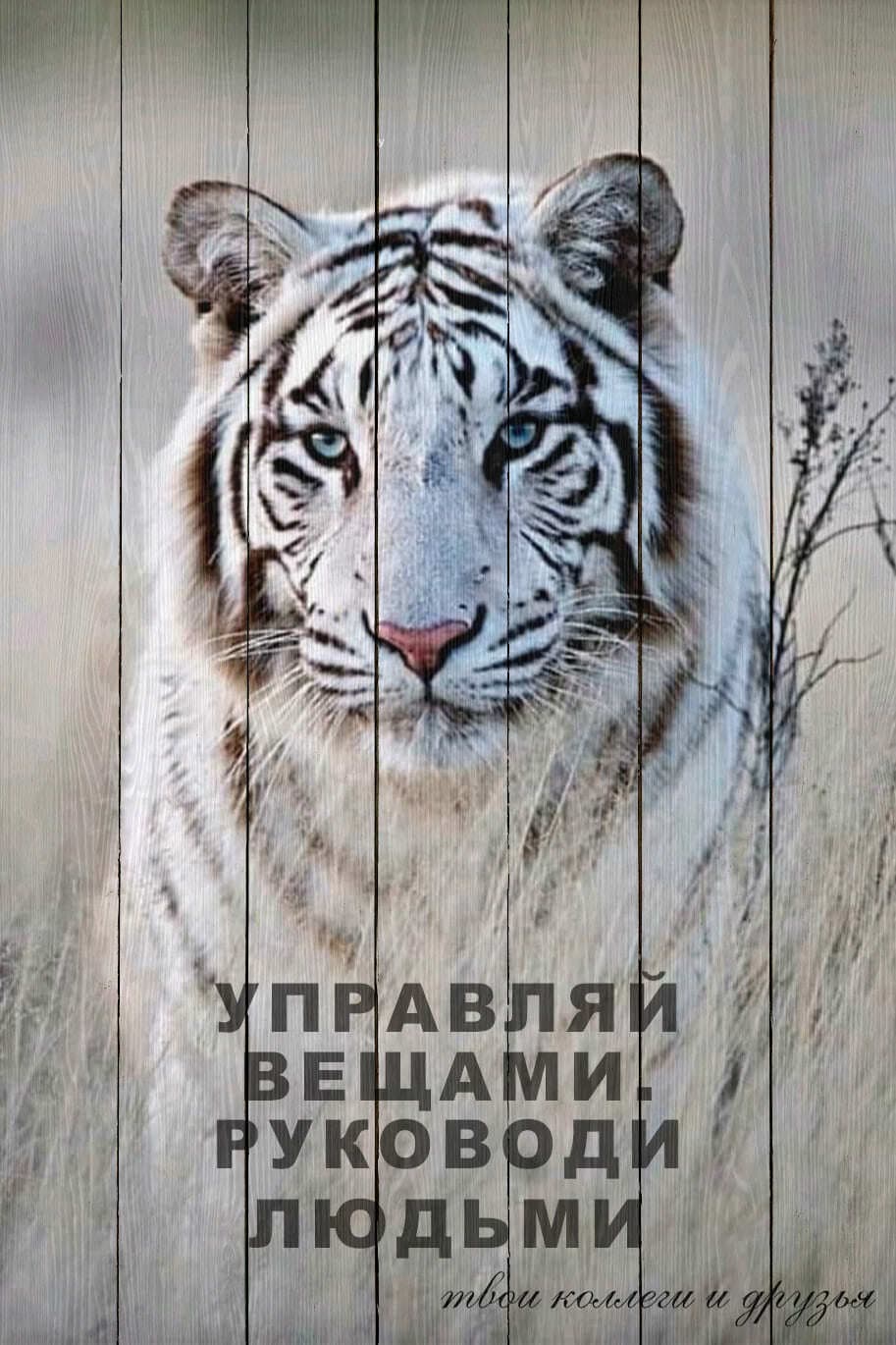 Портрет белого тигра