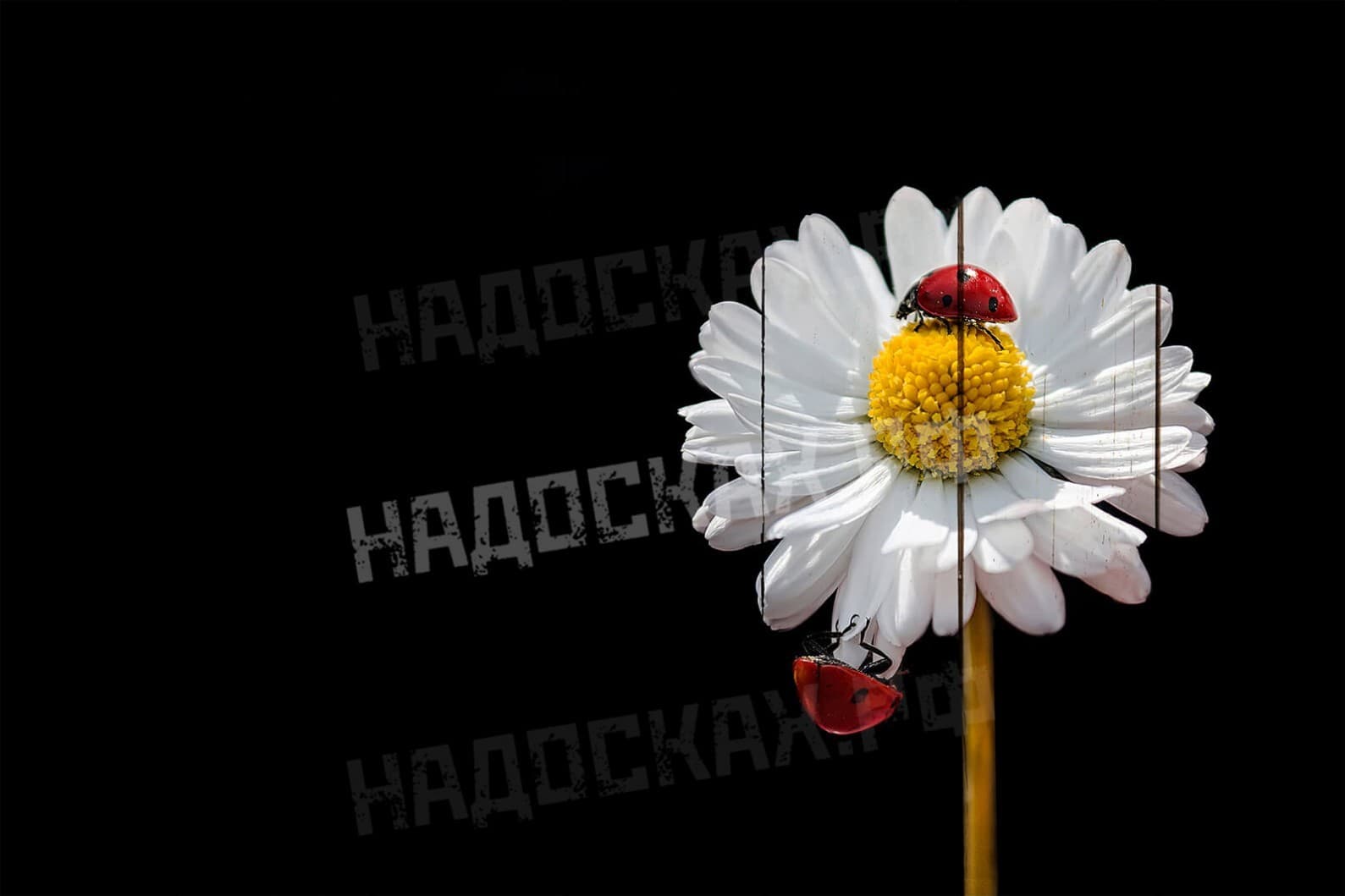 Картина на досках Природа 16