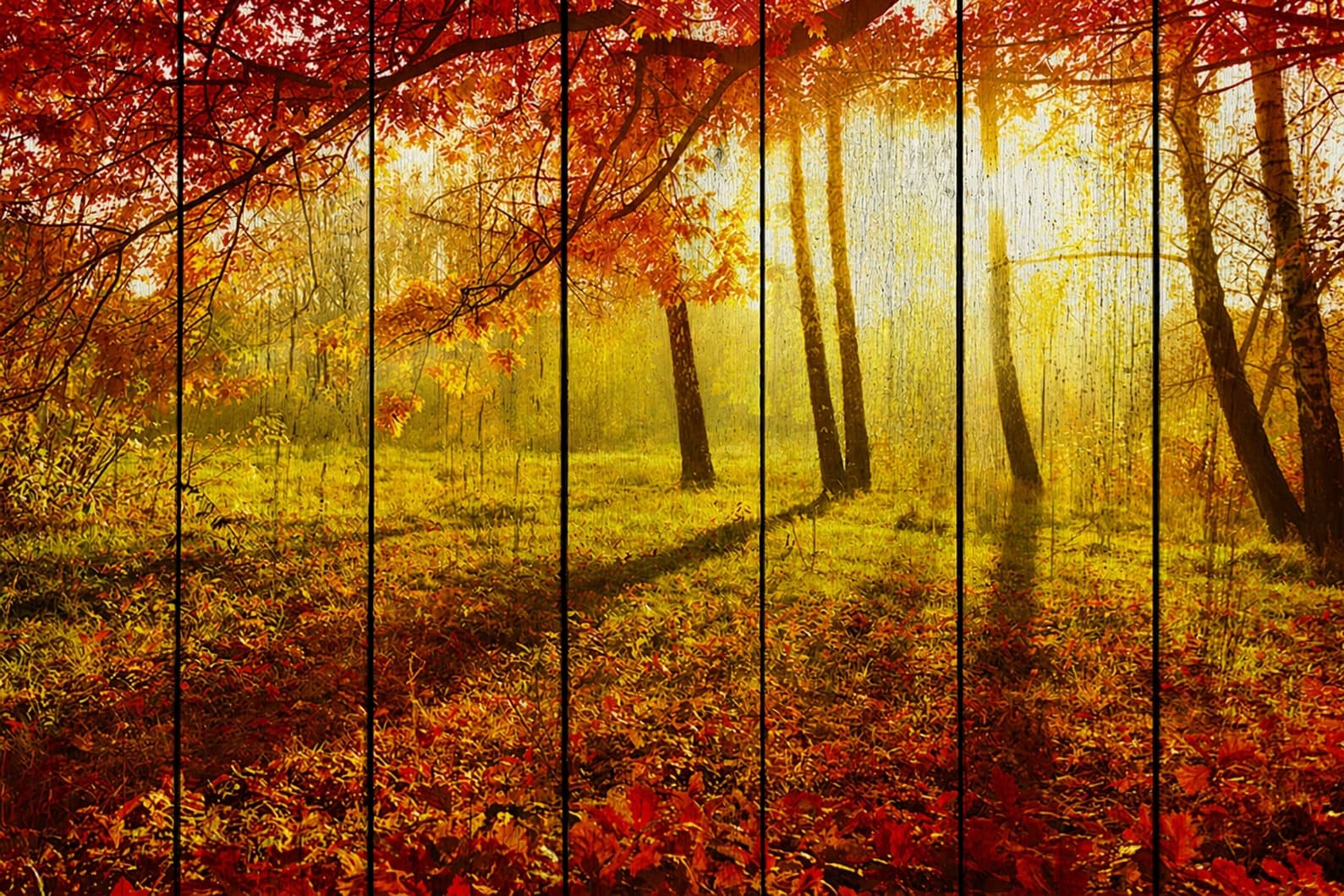 Солнечный свет в осеннем лесу